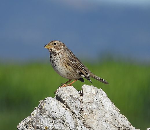Cruixidell  - Eulàlia Maspons