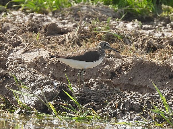 Xivita  - Eulàlia Maspons