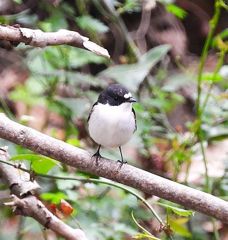Mastegatatxes  - Eulàlia Maspons