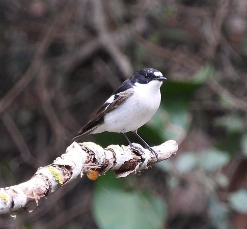 Mastegatatxes  - Eulàlia Maspons