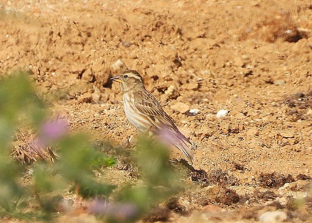 Pardal roquer  - Eulàlia Maspons
