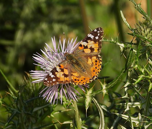 Migradora dels cards  - Eulàlia Maspons