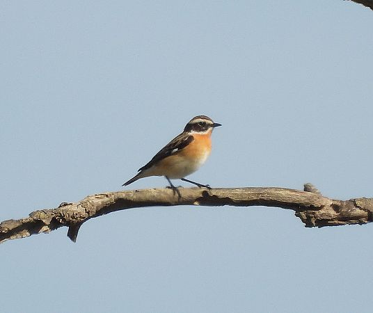 Bitxac rogenc  - Eulàlia Maspons