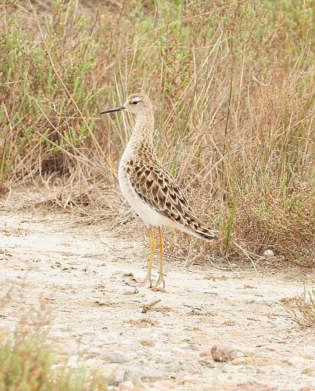 Batallaire  - Eulàlia Maspons