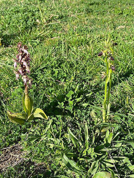 Ophrys passionis  - Xavier Alamany