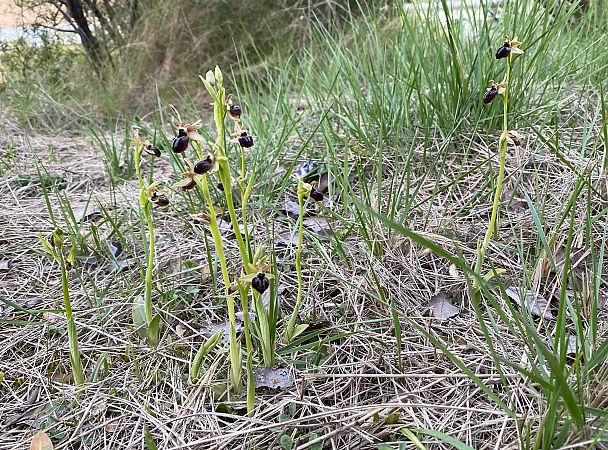 Ophrys passionis  - Xavier Alamany