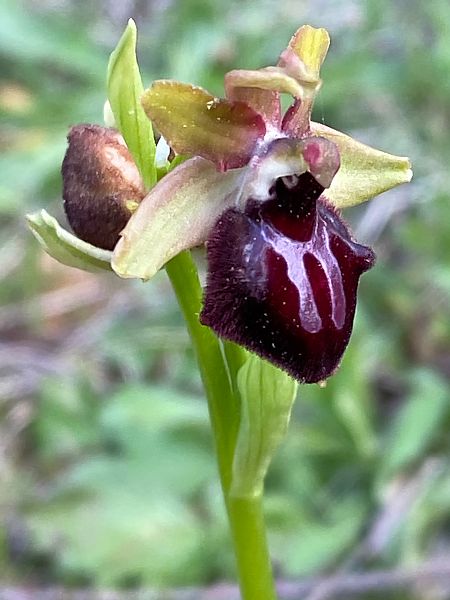 Ophrys passionis  - Xavier Alamany