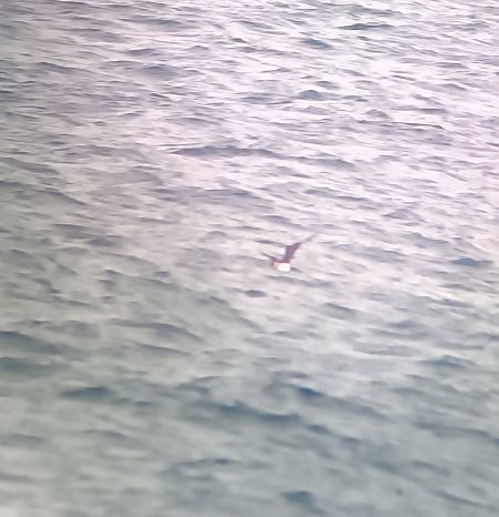 Paràsit cuapunxegut  - Nil Redon