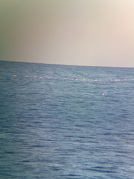 Flamenc  - Nil Redon