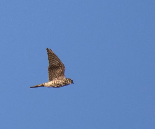 Esmerejón  - Feli Guardado