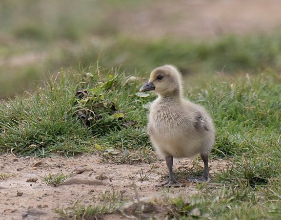 Oca vulgar  - Feli Guardado