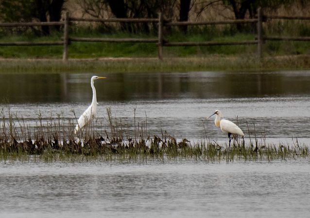 Becplaner  - Feli Guardado
