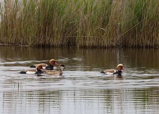 Xibec  - Feli Guardado