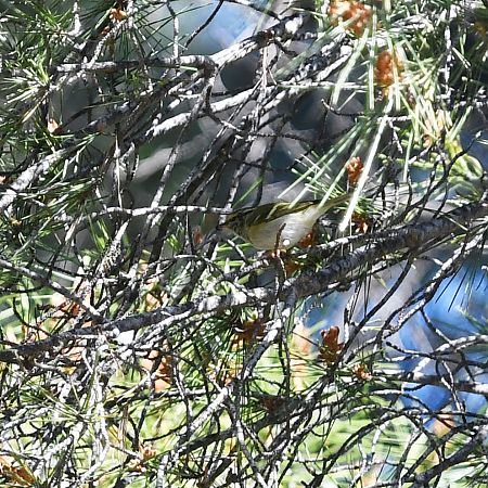 Mosquiter reietó  - Ricard Gutiérrez