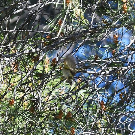 Mosquiter reietó  - Ricard Gutiérrez