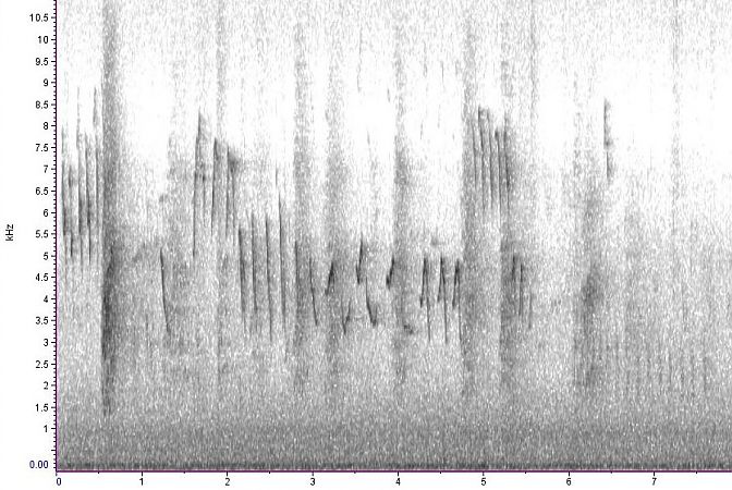 Mosquiter reietó  - Ricard Gutiérrez