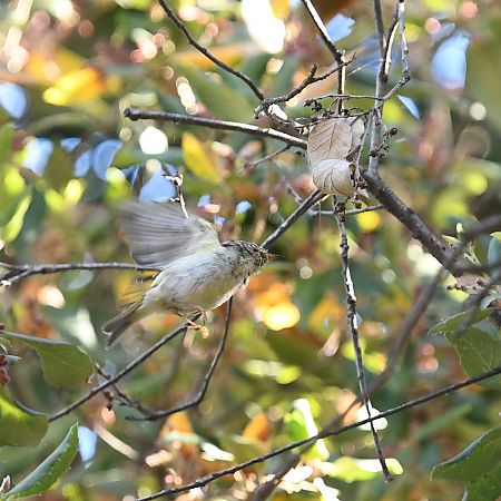 Mosquiter reietó  - Ricard Gutiérrez