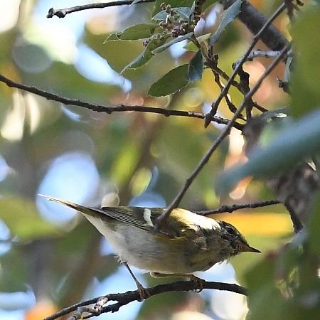 Mosquiter reietó  - Ricard Gutiérrez