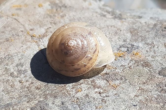 Hygromia limbata limbata  - Aleix Comas