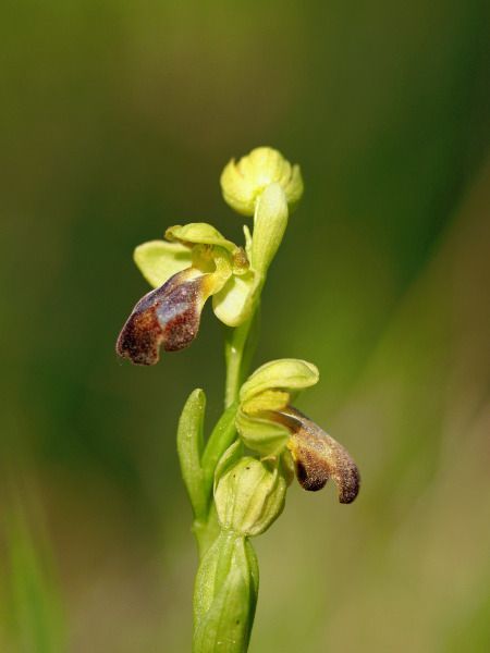 Ophrys forestieri  - Ramon Calvet i Falgueras
