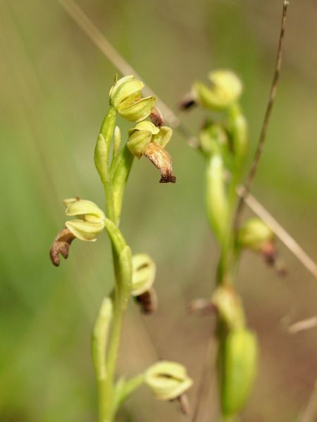 Ophrys forestieri  - Ramon Calvet i Falgueras