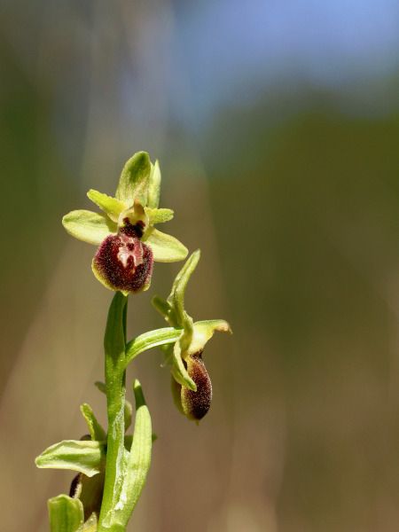 Ophrys arachnitiformis  - Ramon Calvet i Falgueras