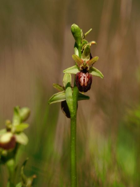 Ophrys arachnitiformis  - Ramon Calvet i Falgueras