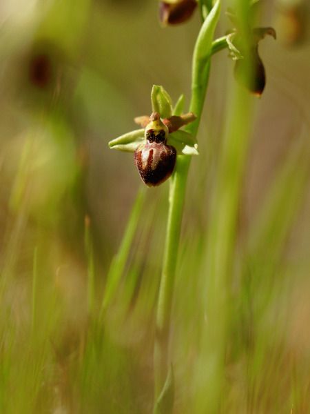 Ophrys arachnitiformis  - Ramon Calvet i Falgueras