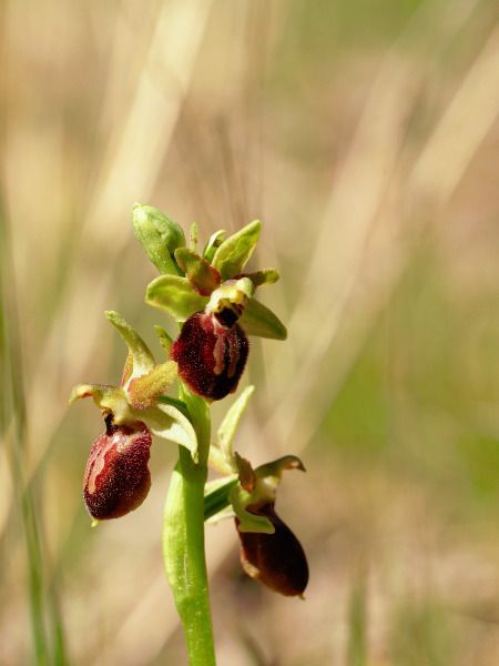 Ophrys arachnitiformis  - Ramon Calvet i Falgueras