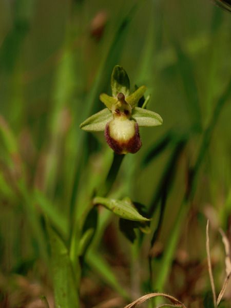 Ophrys sp.  - Ramon Calvet i Falgueras