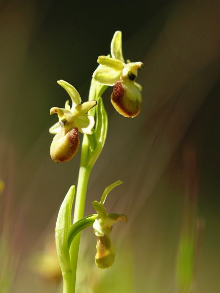 Ophrys sp.  - Ramon Calvet i Falgueras