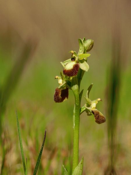 Ophrys sp.  - Ramon Calvet i Falgueras
