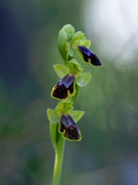 Ophrys indet. group. fusca  - Ramon Calvet i Falgueras