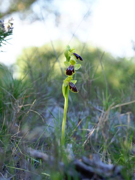 Ophrys indet. group. fusca  - Ramon Calvet i Falgueras
