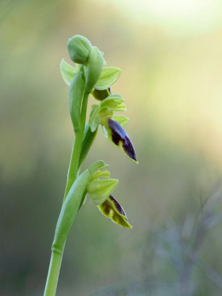 Ophrys indet. group. fusca  - Ramon Calvet i Falgueras