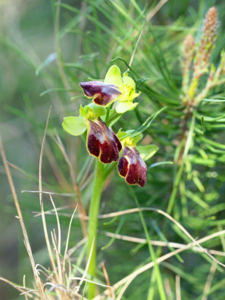 Ophrys indet. group. fusca  - Ramon Calvet i Falgueras