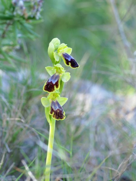 Ophrys indet. group. fusca  - Ramon Calvet i Falgueras