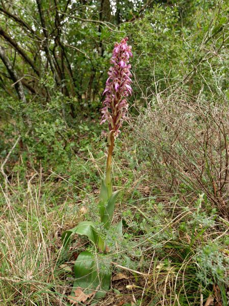 Himantoglossum robertianum  - Ramon Calvet i Falgueras
