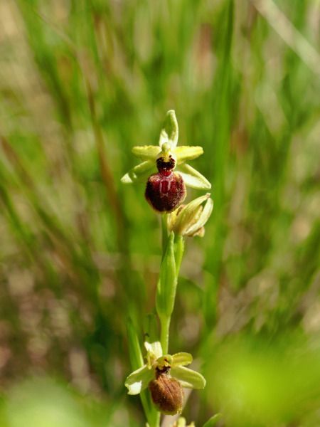 Ophrys arachnitiformis  - Ramon Calvet i Falgueras