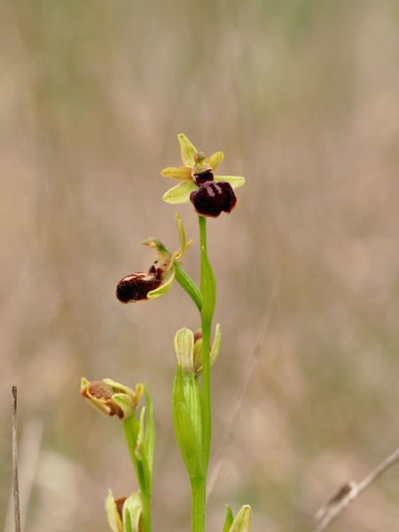 Ophrys passionis  - Ramon Calvet i Falgueras