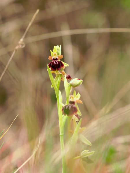Ophrys passionis  - Ramon Calvet i Falgueras
