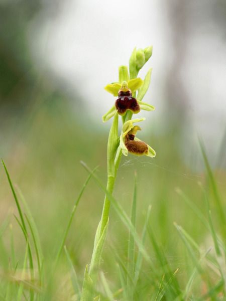 Ophrys araneola  - Ramon Calvet i Falgueras
