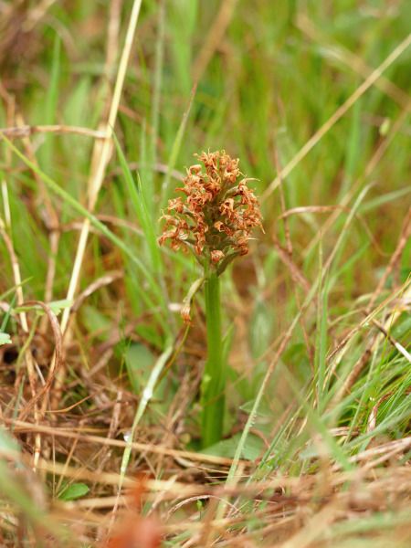 Neotinea conica  - Ramon Calvet i Falgueras