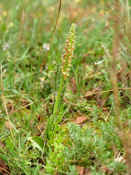 Orchis anthropophora  - Ramon Calvet i Falgueras