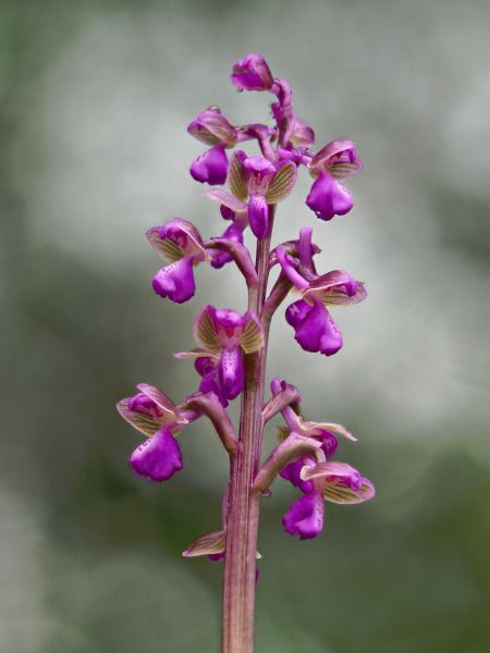 Anacamptis morio subsp. picta  - Ramon Calvet i Falgueras