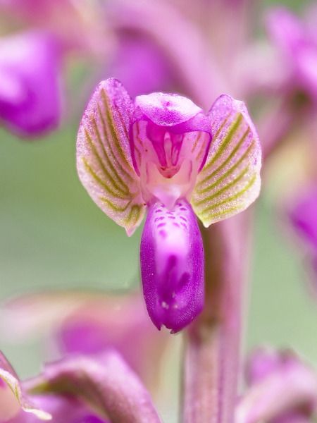 Anacamptis morio subsp. picta  - Ramon Calvet i Falgueras