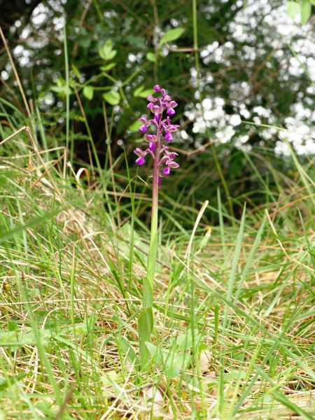 Anacamptis morio subsp. picta  - Ramon Calvet i Falgueras