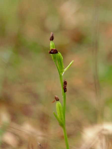 Ophrys indet. group. sphegodes  - Ramon Calvet i Falgueras