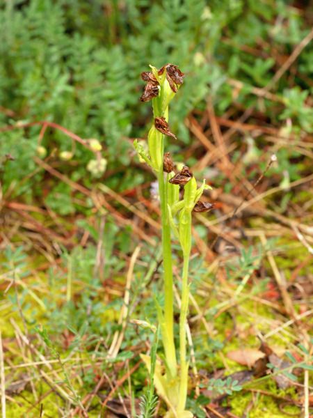 Ophrys indet. group. sphegodes  - Ramon Calvet i Falgueras