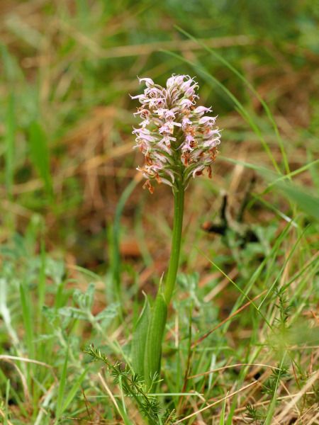 Neotinea conica  - Ramon Calvet i Falgueras